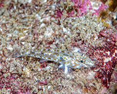 Barenape Goby photo 4