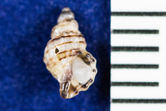 Ocinebrina