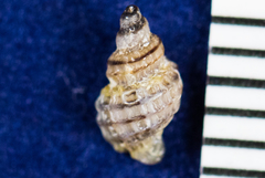 Ocinebrina