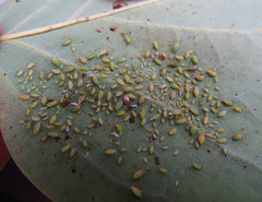 Illinoia liriodendri