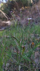 Symphyotrichum expansum