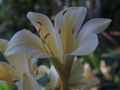 Clivia miniata citrina