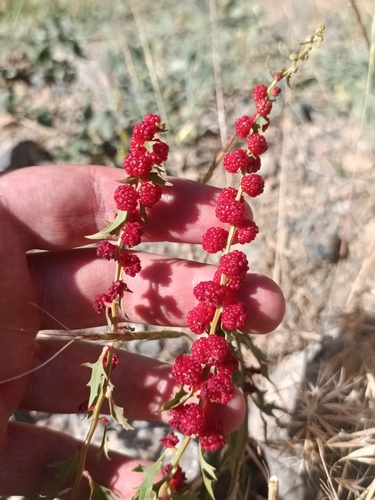 Strawberry Goosefoot