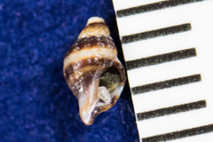 Ocinebrina