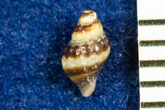 Ocinebrina