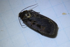 Pseudohermonassa tenuicula