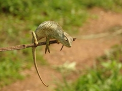 Chamaeleo senegalensis