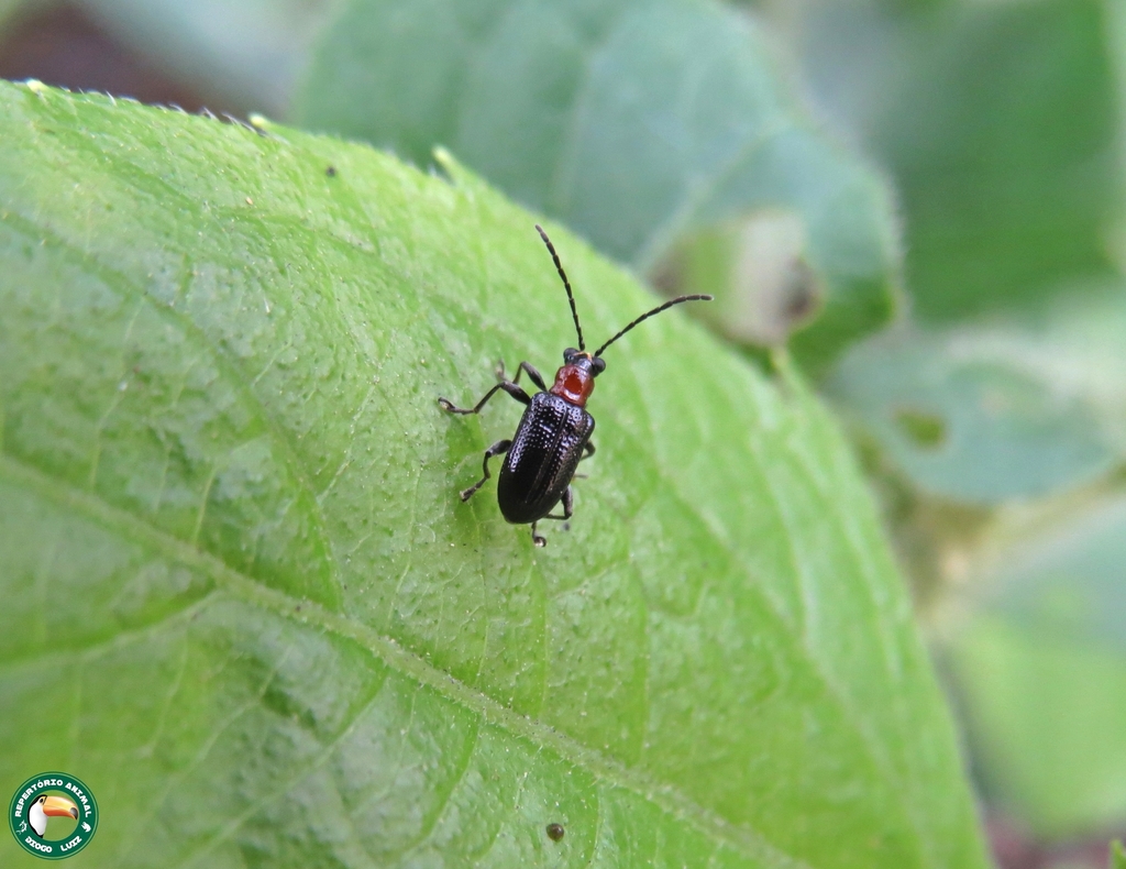 Oulema collaris