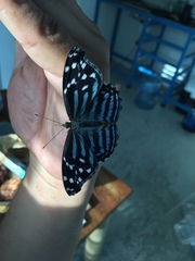 Myscelia ethusa ethusa