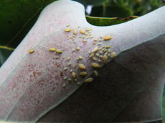 Illinoia liriodendri