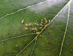 Illinoia liriodendri
