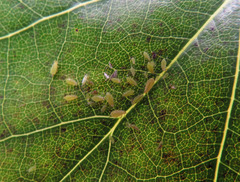 Illinoia liriodendri