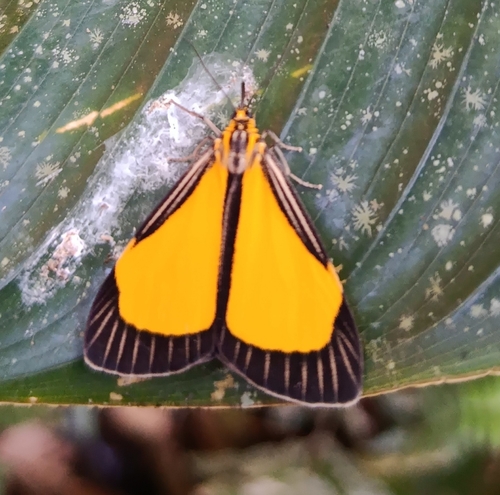 Myonia, 2025-07-04
