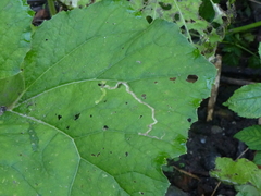 Phytomyza tussilaginis