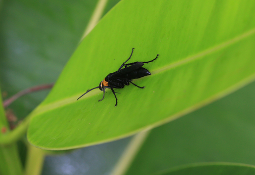 Orange-collared Spider Wasp