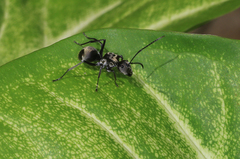 Polyrhachis foreli