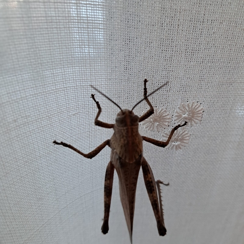 Egyptian Bird Grasshopper, 33057 Palmanova UD, Italia, photo 10 of 10