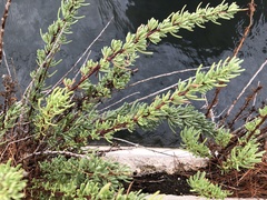 Limbarda crithmoides