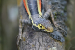 Tropidurus melanopleurus