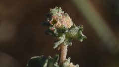 Atriplex argentea expansa