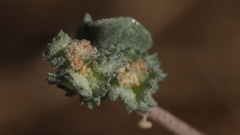 Atriplex argentea expansa