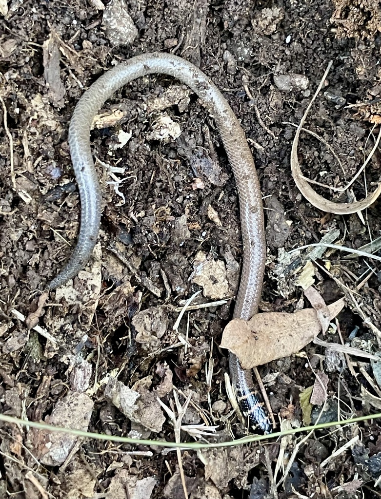 Collared Delma