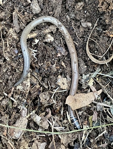 Collared Delma