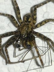 Tegenaria ferruginea