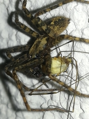 Tegenaria ferruginea