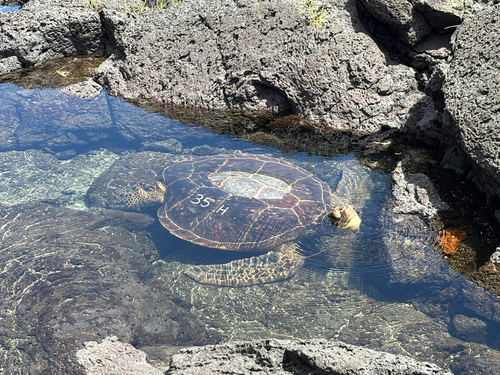 Chelonia mydas observed 2025-07-03