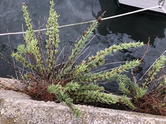 Limbarda crithmoides