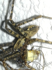 Tegenaria ferruginea
