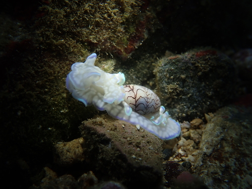 Micromelo guamensis