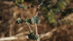 Atriplex argentea expansa