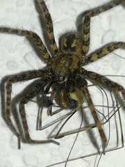 Tegenaria ferruginea