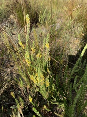 Aspalathus ericifolia ericifolia