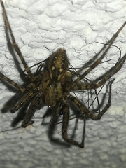 Tegenaria ferruginea