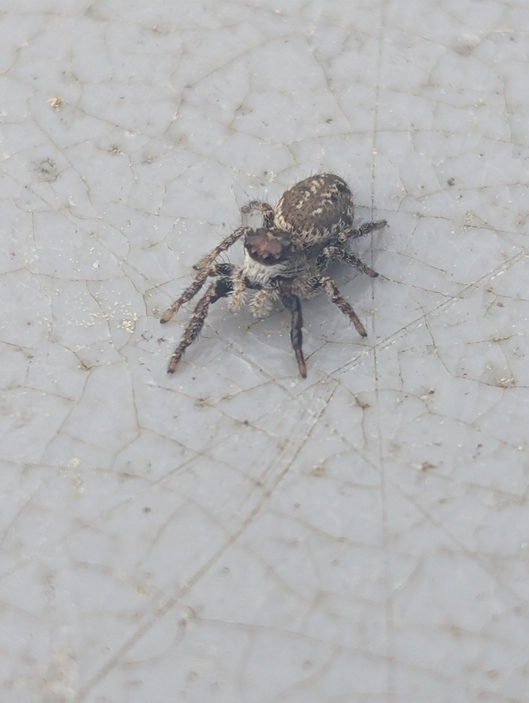 Phanias albeolus
