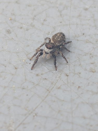 Phanias albeolus