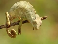 Chamaeleo senegalensis