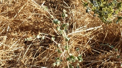 Atriplex argentea expansa