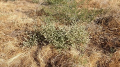 Atriplex argentea expansa