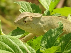 Chamaeleo senegalensis