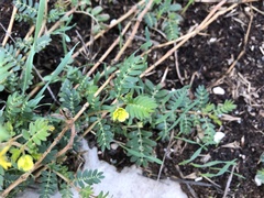 Tribulus terrestris