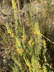 Aspalathus ericifolia ericifolia