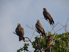 Yellow-Billed Kite photo 2