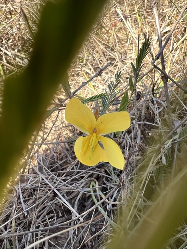 Texas Sensitive Pea