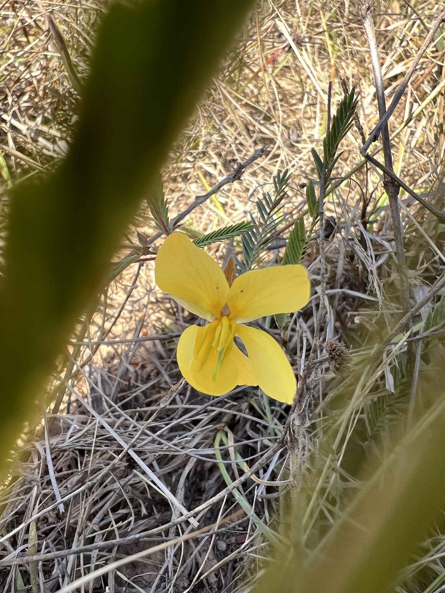 Chamaecrista flexuosa
