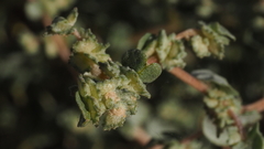 Atriplex argentea expansa