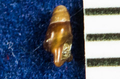 Pseudomelatomidae